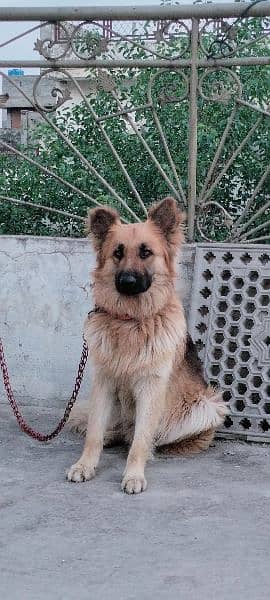 9 month male German shepherd for sale family dog 3