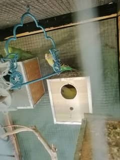 parrots budgie and cocktail pairs