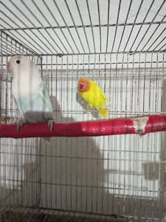 Breeder pair with cage