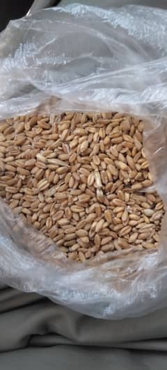 Wheat  for sale 0