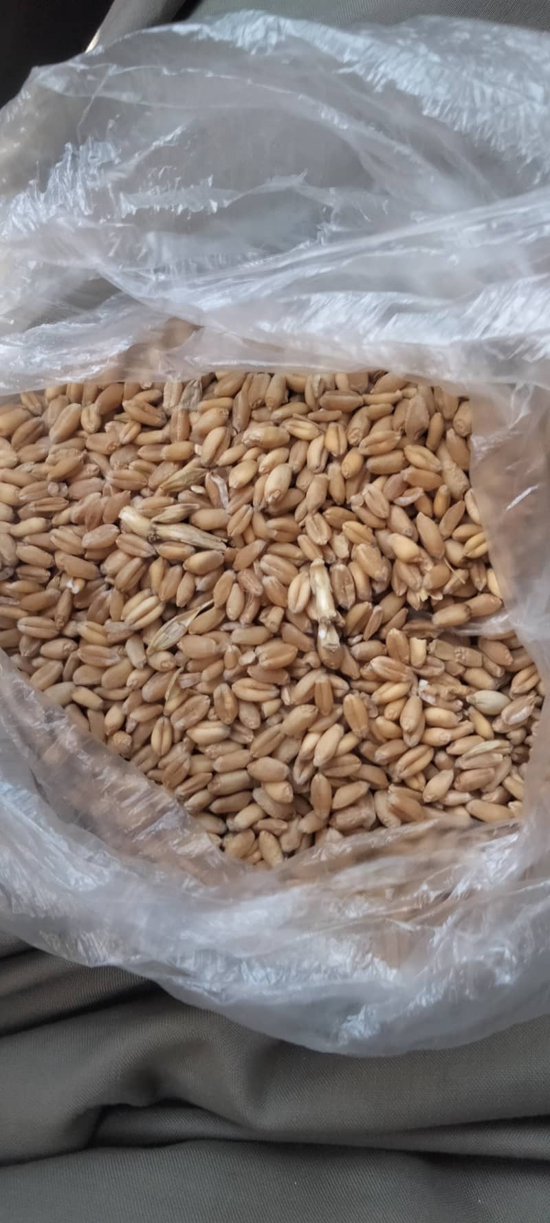 Wheat  for sale 0