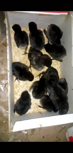 Ayam cemani gray tongue chicks 20 days old 03006882275