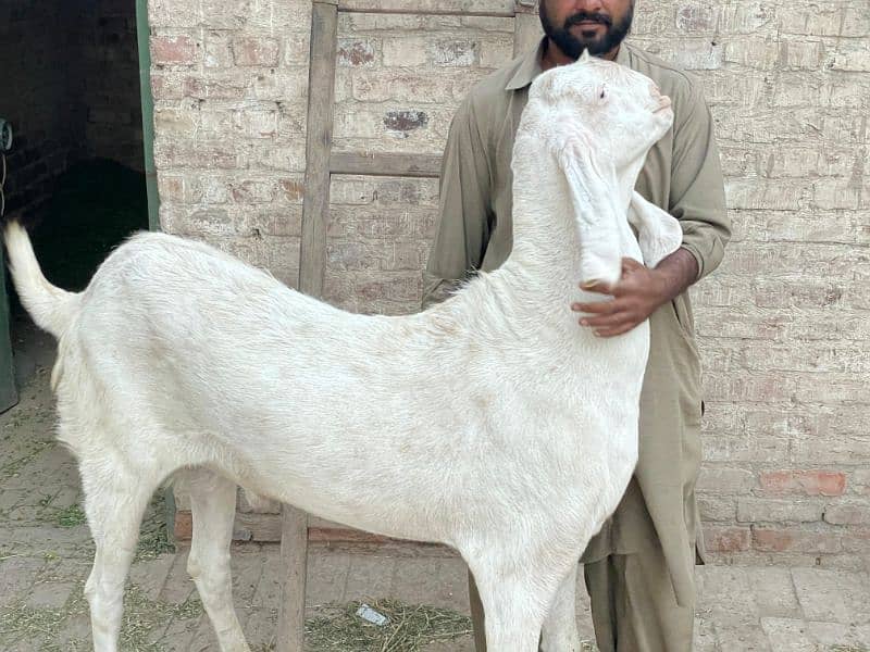 Goat For sale/Bakra for sale/Qurbani bakra for sale/Qurbani goat 0