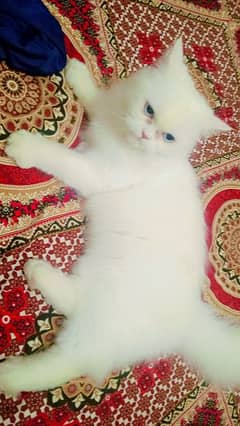 female Persian cat punch face