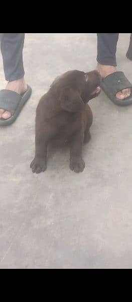 High Quality Chocolate Labrador Female 2