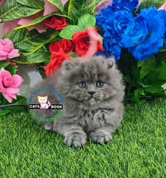 Quality/Calico/SmokyGrey/ healthy triple coat Persian kitten/Cat