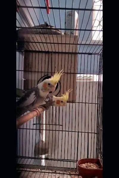 cockatiel pair with cage 2