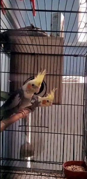 cockatiel pair with cage 4