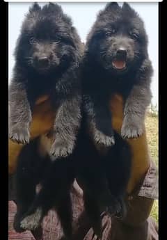 Black German Shepherd Long Coat Dog | German Shepherd Pair For sale