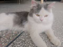 triple coat white and grey color male cat