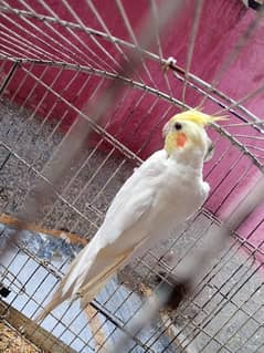 cocktail bird male for sale