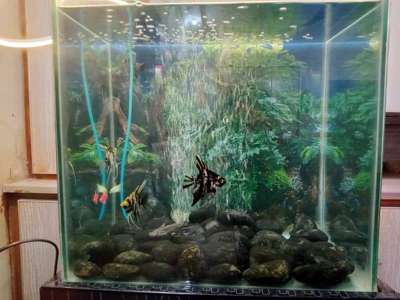 1.5 feet Fish Aquarium 0