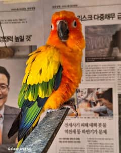 BREEDDER SUN Conure ( Male with DNA ) 0