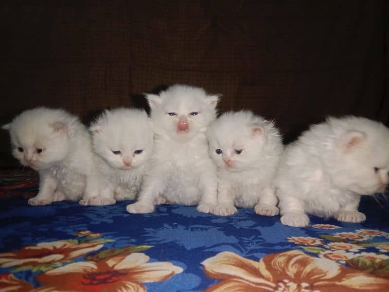 5 kitten availbale for sale 3 female 2 male 35 days age 0