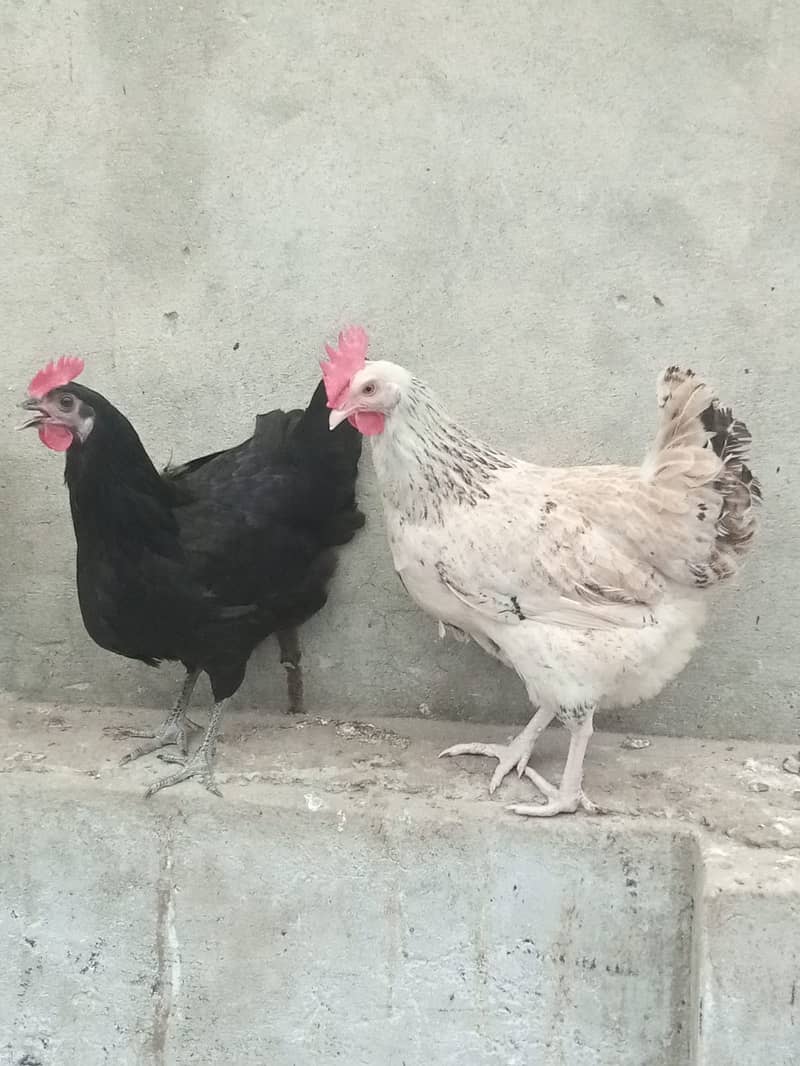 Set of 7 daily egg laying hens for sale 0