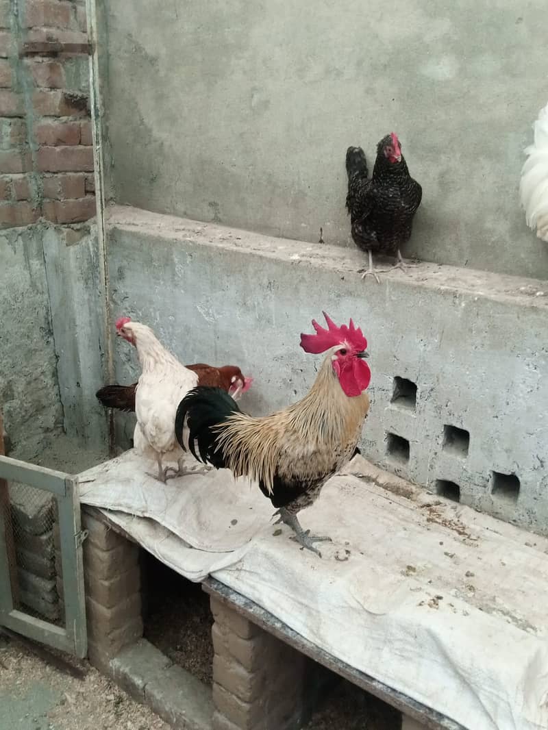 Set of 7 daily egg laying hens for sale 1