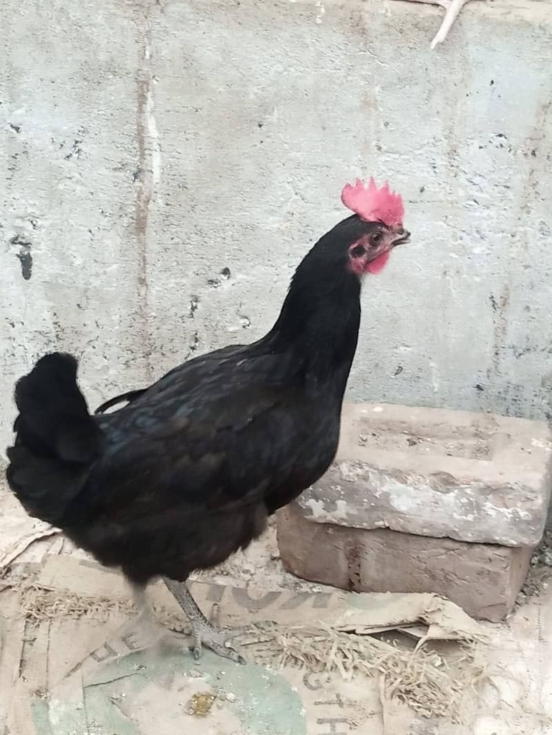 Set of 7 daily egg laying hens for sale 3