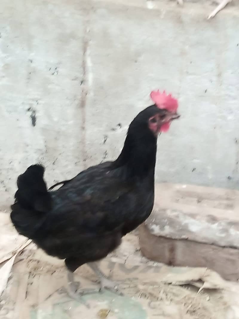 Set of 7 daily egg laying hens for sale 4