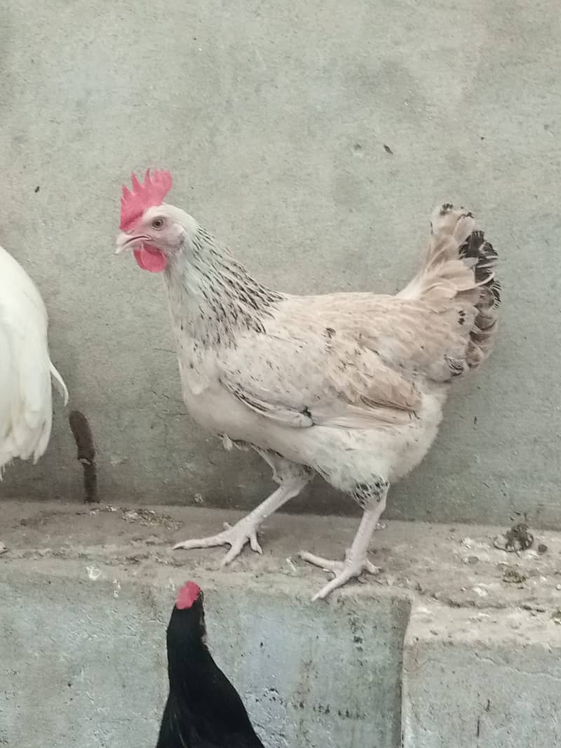 Set of 7 daily egg laying hens for sale 5