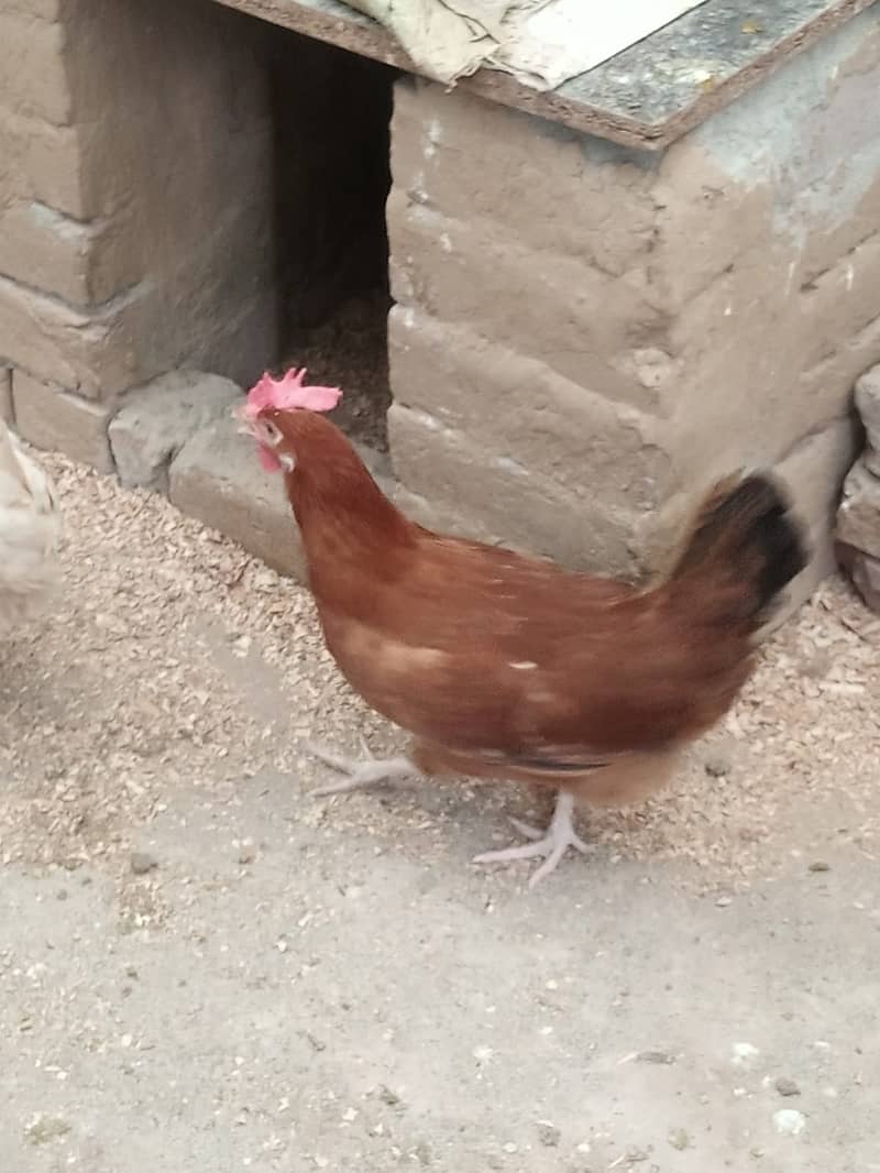 Set of 7 daily egg laying hens for sale 6