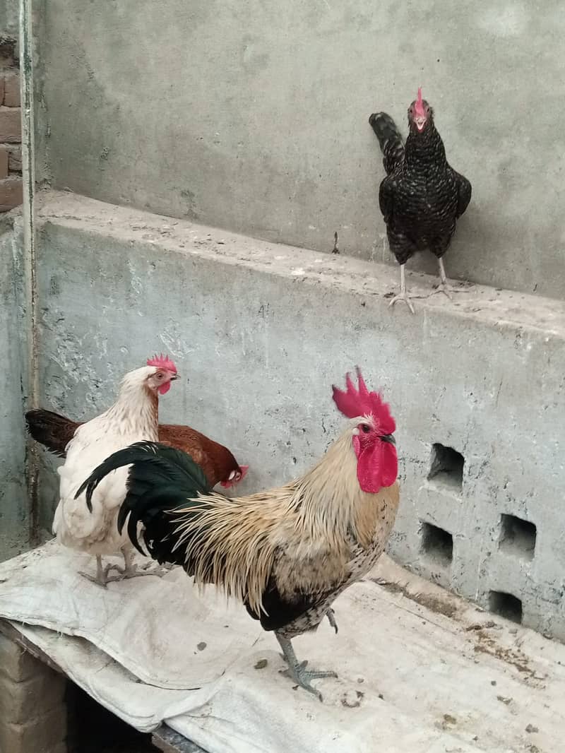 Set of 7 daily egg laying hens for sale 7