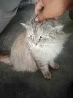 Persian female cat very friendly cat