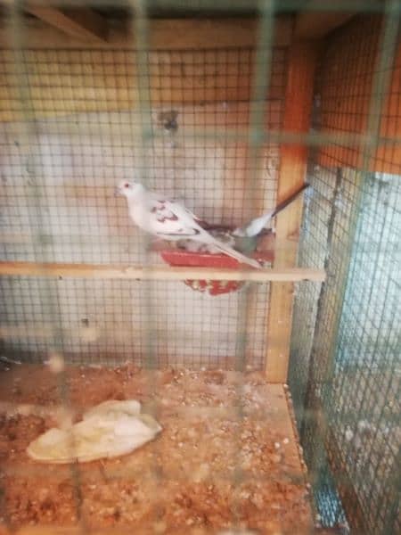 pied doves breeding pairs and chicks 4
