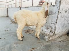 sheep male available for sale 4.5 months 03193275735