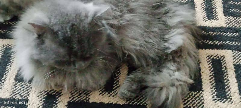 persian cat male for sale 0