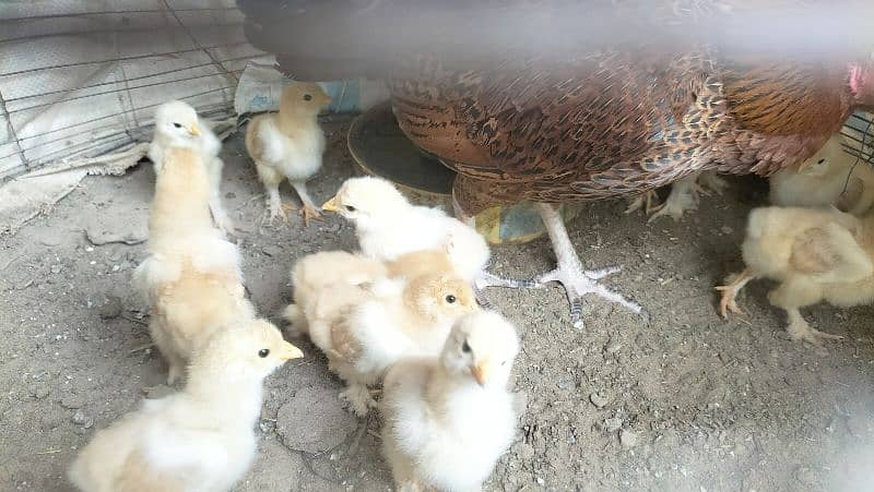 golden buff chicks for sale 2