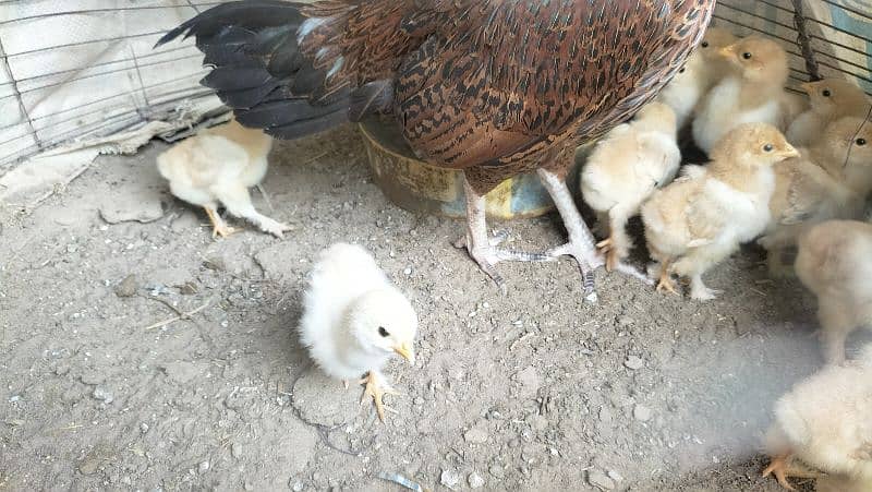 golden buff chicks for sale 4