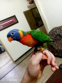 3months old beautiful rainbow lorikeet parrot
