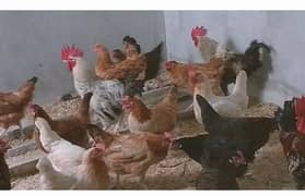 Egg laying hens||  vaccinated hens | guaranteed egg laying