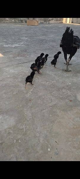 thai chicks for sale 1