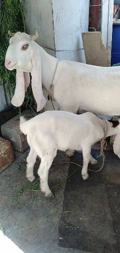 goat with female kid