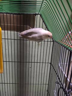 PESTEL LOVEBIRD AND. CAGES FOR SALE 0