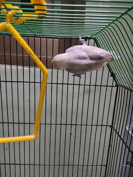 PESTEL LOVEBIRD AND. CAGES FOR SALE 1