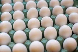 Bentum fresh and fertile eggs for sale