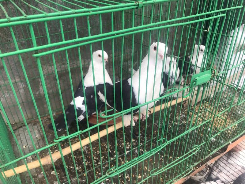 santinant pigeons 1
