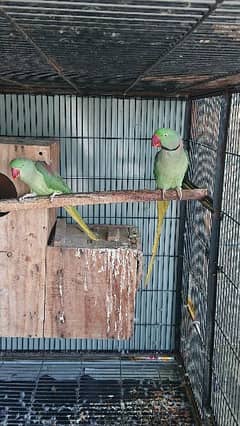 green raw parrots breeding pair