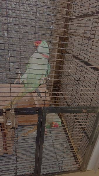 green raw parrots breeding pair 1