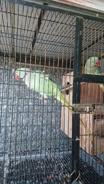 green raw parrots breeding pair 2