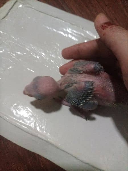 Ringneck green parrot Baby available 1