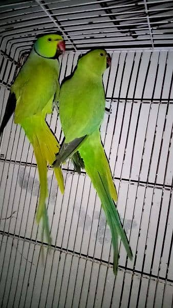 Ringneck Pair & Ringneck Male 2