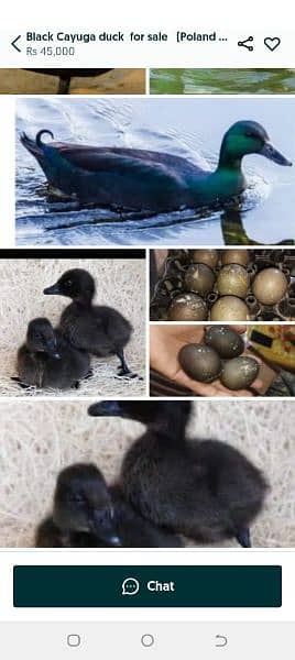 black Cayuga duck pair 2