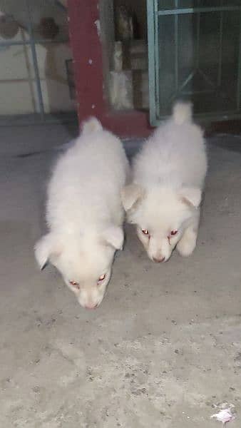 pink nose tedi Russian pair puppies 03344141888 1