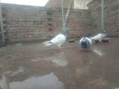 high flyer pigeon for sale