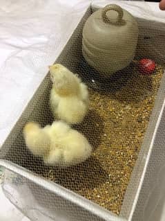 light brahma chicks for sale — Age 4 days