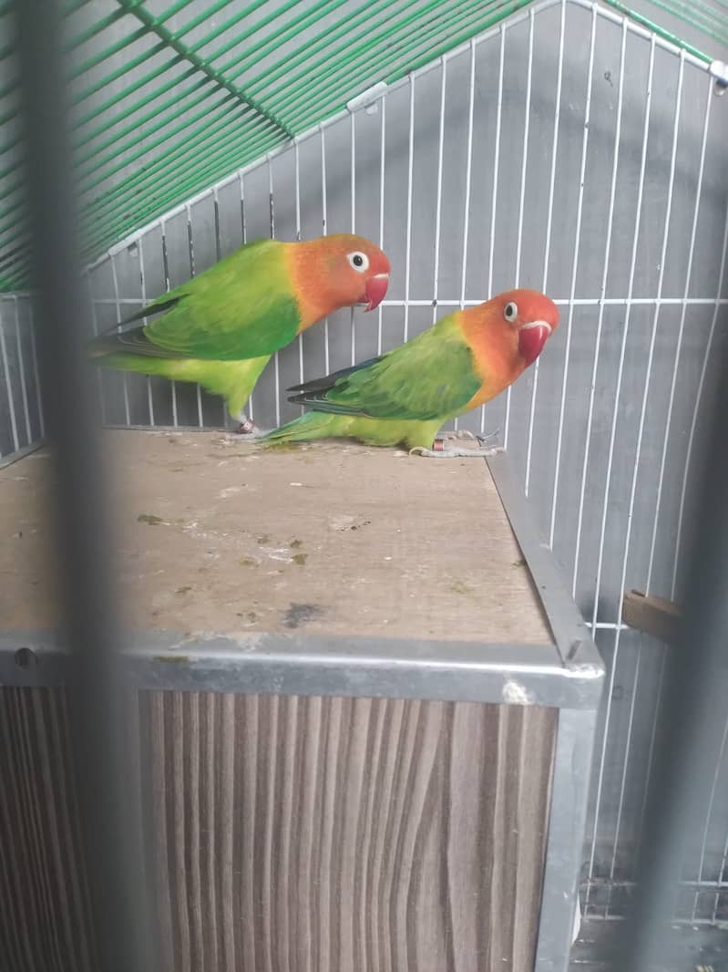 lovebirds | cockatiel | green opline 4