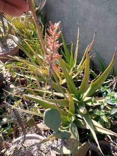 Aloe Vera plant for sale 0